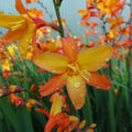 Orange Pekoe Montbretia (Crocosmia x 'Orange Pekoe') - 1 gallon
