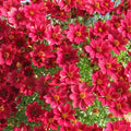 Red Satin Tickseed (Coreopsis 'Red Satin') - 1 gallon