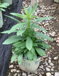 Common Sneezeweed (Helenium autumnale) - 1 gallon