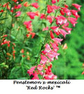Red Rocks Penstemon (Penstemon redrocks) - 1 gallon