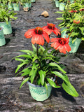 Kismet™ Intense Orange Coneflower (Echinacea purpurea 'Kims Knee High') - half gallon