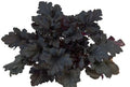 Primo® 'Black Pearl' Coral Bells (Heuchera 'Black Pearl') - 1 gallon