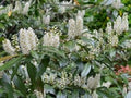 Chestnut Hill Cherry Laurel (Prunus L 'Chestnut Hill') - 1 gallon