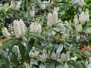 Chestnut Hill Cherry Laurel (Prunus L 'Chestnut Hill') - 1 gallon