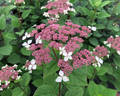 Invincibelle Lace® Smooth hydrangea (Hydrangea arborescens 'Invincibelle Lace') - 1 gallon
