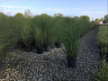 Scout Maiden Grass (Miscanthus 'M. S. Scout') - 3 gallon