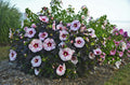 Summerific® 'Perfect Storm' Rose Mallow (Hibiscus x 'Summerific Perfect Storm') - 1 gallon