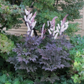 Hillside Black Beauty Bugbane (Cimicifuga R 'Hillside Black Beauty') - 1 gallon