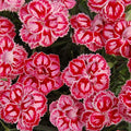 Star™ Starburst Pinks (Dianthus starburst) - 1 gallon