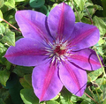 Picardy™ Clematis (Clematis picardy) - half gallon