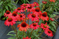 Kismet™ Red Coneflower (Echinacea kismet 'Red') - half gallon