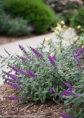 Proven Winner® Color Choice® Lo & Behold® Blue Chip Jr Butterfly Bush (Buddleia '‘Blue Chip Jr’') - QT