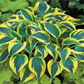 Shadowland® 'Autumn Frost' (Hosta shadowland 'Autumn Frost') - 1 gallon