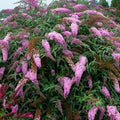 Pink Cascades Butterfly Bush (Buddleia 'Pink Cascades') - 3 gallon