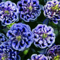 Winky Blue & White Columbine (Aquilegia 'Winky Blue & White') - 1 gallon
