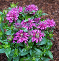 Pocahontas Purple Rose Bee Balm (Monarda pocahontas 'Purple Rose') - 1 gallon