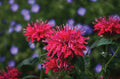 Sugar Buzz® Cherry Pops Bee Balm (Monarda 'Sugar Buzz Cherry Pops') - 1 gallon