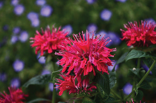 Sugar Buzz® Cherry Pops Bee Balm (Monarda 'Sugar Buzz Cherry Pops') - 1 gallon