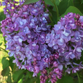 Scentara® Double Blue Lilac (Syringa x 'Scentara Double Blue') - 3 gallon 18"
