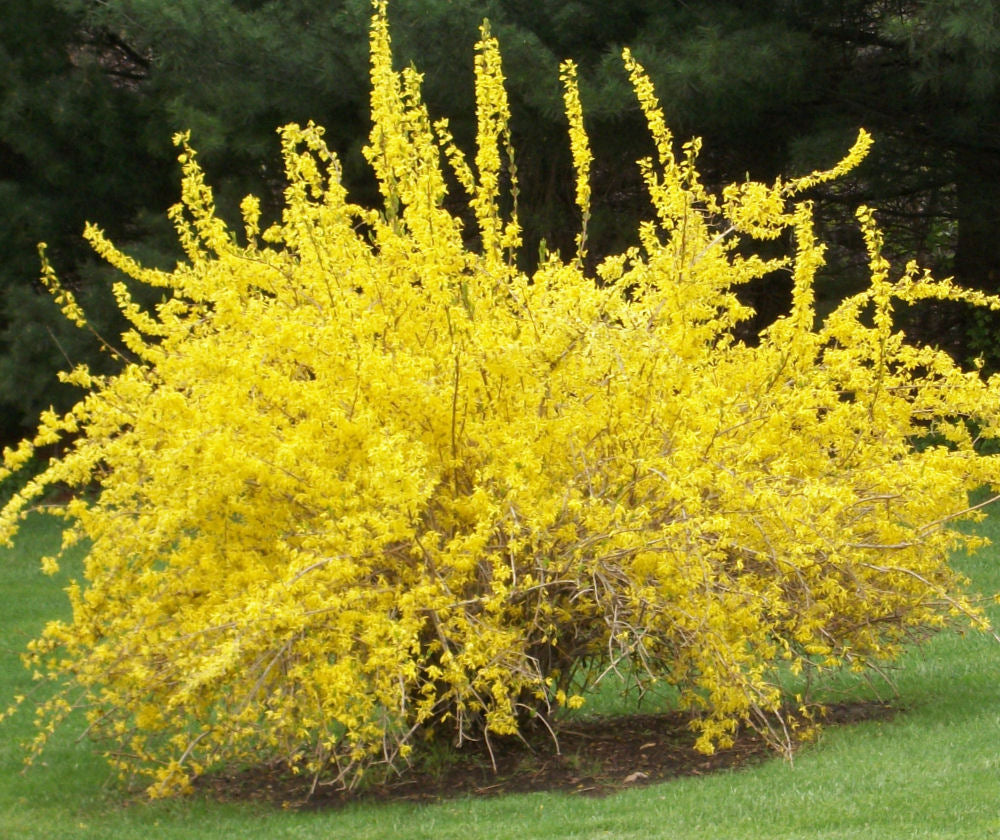 Spring Glory Forsythia (Forsythia x intermedia 'Spring Glory') - 3 gallon 24-30"