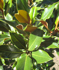Edith Bogue Southern Magnolia (Magnolia grandiflora 'Edith Bogue') - 3 gallon 24"