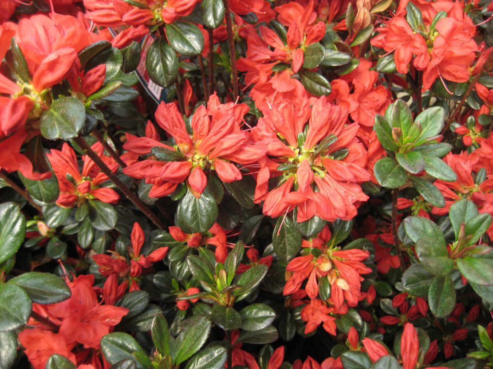 Stewartstonian Azalea (Azalea x 'Stewartstonian') - 3 gallon 15"