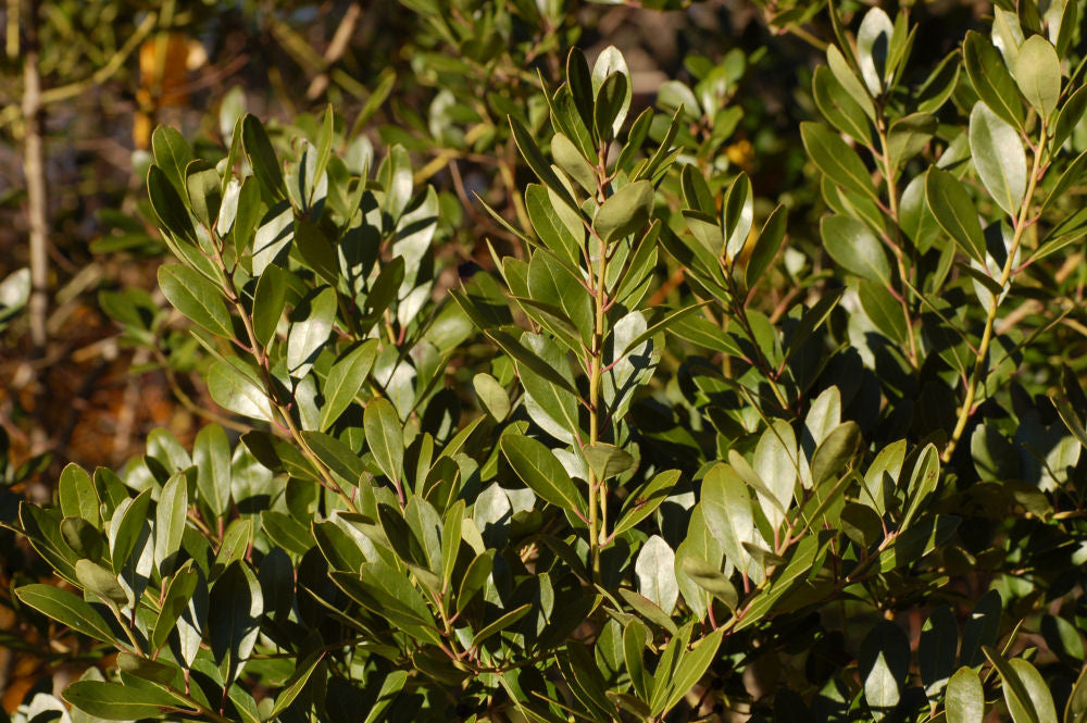 Densa Inkberry Holly (Ilex glabra 'Densa') - 3 gallon 15"