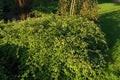 Crispa Cutleaf Stephanandra (Stephanandra incisa 'Crispa') - 2 gallon 12"