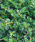 Woolly Thyme (Thymus pseudolanuginosus 'Pseudo. Wooly') - 1 gallon