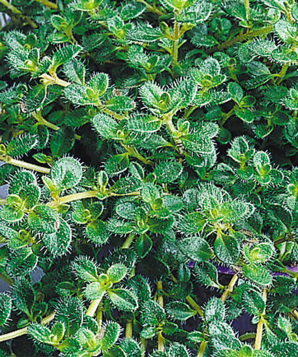 Woolly Thyme (Thymus pseudolanuginosus 'Pseudo. Wooly') - 1 gallon