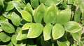 Variegated Solomon's Seal (Polygonatum odoratum 'Variegatum') - 1 gallon