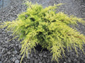 Gold Lace™ Juniper (Juniperus chinensis 'Gold Lace') - 3 gallon 12 to 15"
