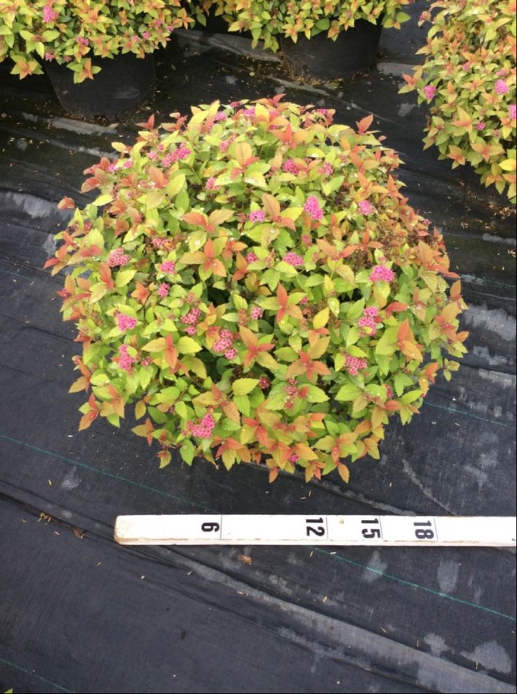 Magic Carpet Spiraea (Spiraea japonica 'Magic Carpet') - 3 gallon