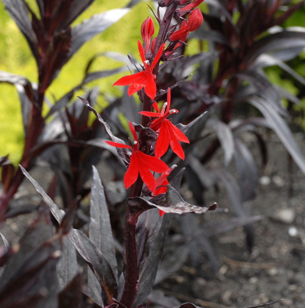 Queen Victoria Cardinal Flower (Lobelia x speciosa 'Queen Victoria') - 1 gallon