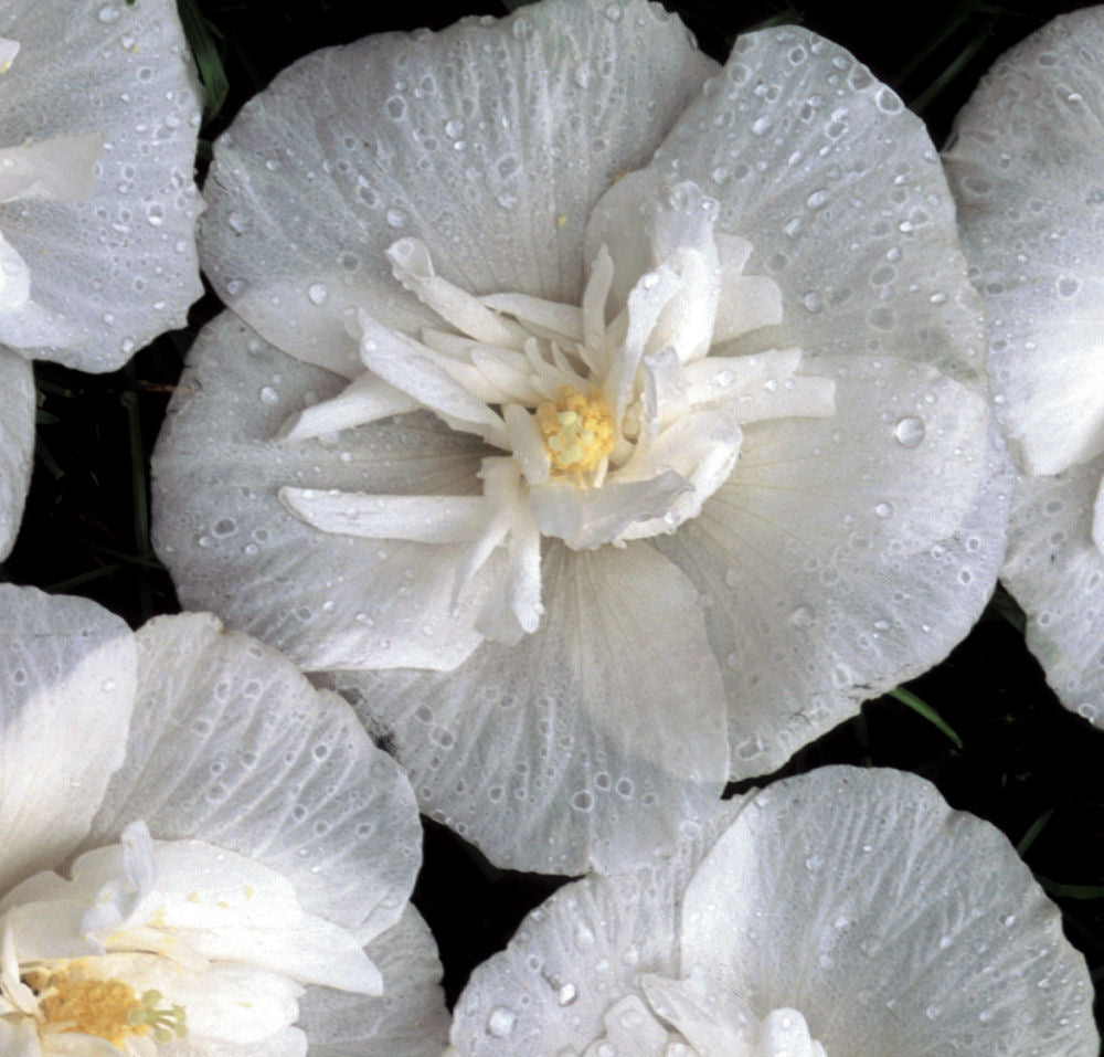 White Chiffon® Rose of Sharon (Hibiscus syriacus 'Notwoodtwo') - 3 gallon 18"