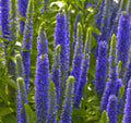 Royal Candles Speedwell (Veronica spicata 'Royal Candles') - 1 gallon