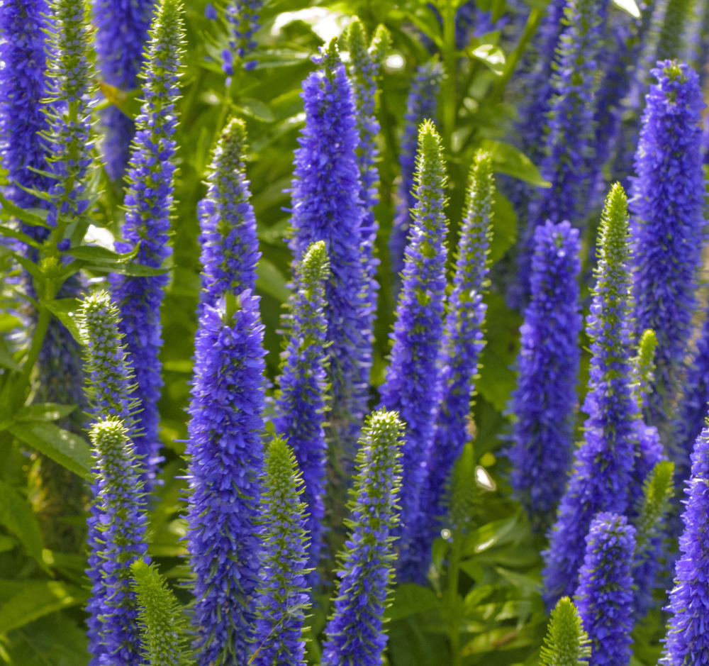 Royal Candles Speedwell (Veronica spicata 'Royal Candles') - 1 gallon