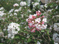 Compact Korean Spice Viburnum (Viburnum x 'Cayuga') - 3 gallon 18"