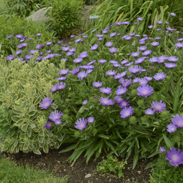 Honeysong Purple Stoke’s Aster (Stokesia L 'Honeysong Purple') - 1 gallon