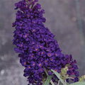 Buzz® Midnight Butterfly Bush (Buddleia 'Buzz Midnight') - 3 gallon