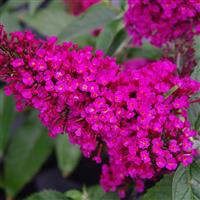 Buzz® Hot Raspberry Butterfly Bush (Buddleia 'Buzz Hot Raspberry') - 3 gallon