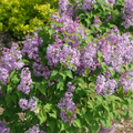 Scentara Pura® Lilac (Syringa x hyacin. 'Scentara Pura') - 3 gallon