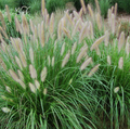 Etoufee™ Fountain Grass (Pennisetum 'Pe. Al. Etouffee') - 2 gallon