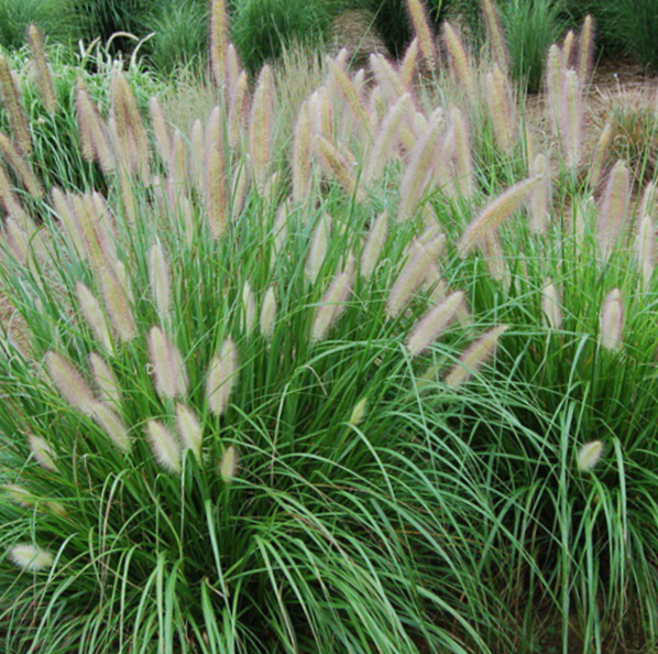 Etoufee™ Fountain Grass (Pennisetum 'Pe. Al. Etouffee') - 2 gallon
