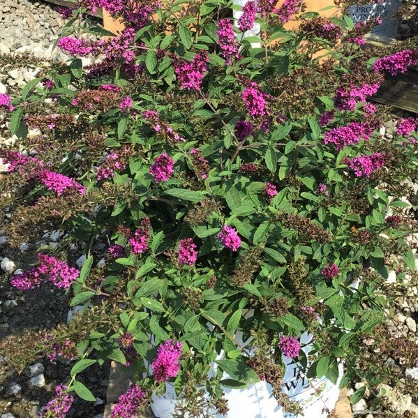 Lo & Behold Ruby Chip® Butterfly Bush (Buddleia 'Lo-Behold Ruby Chip') - 3 gallon
