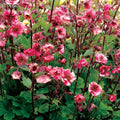 Geum Tempo™ Rose (Geum tempo 'Rose') - 1 gallon