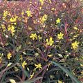 Purple-Flowered Loosestrife (Lysimachia L 'Burundy Mist') - 1 gallon