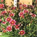 Coreopsis Lil Bang™ Candy Stripes (Coreopsis x 'Lil Bang Candy Stripes') - 1 gallon