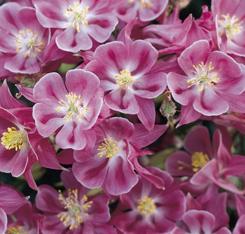 Winky Rose-Rose Columbine (Aquilegia 'Winky Rose-Rose') - 1 gallon