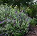 Groovy Grape™ Butterfly Bush (Buddleia ‘Groovy Grape') - 2 gallon